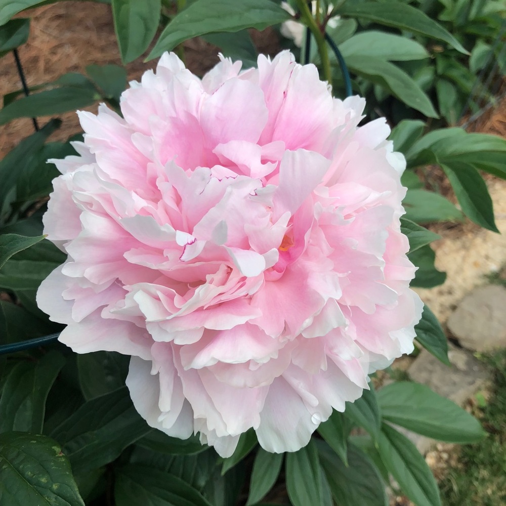 Meet your Posher, Kristina